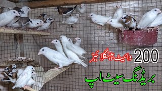 Visit 200 Pairs of white bangles finch Breeding Setup in Gujranwala [upl. by Aniloj64]