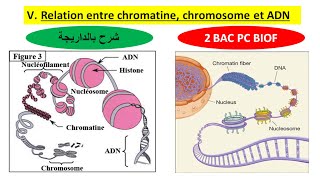 Relation entre chromatine chromosome et ADN 2 bac pc option français شرح بالداريجة [upl. by Maximilien588]