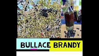 Bullace Brandy Easy 2 minute liqueur [upl. by Rratsal]