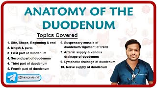 Anatomy of the Duodenum  Parts Relations Neurovascular supply Venous and lymphatic drainage [upl. by Iam]