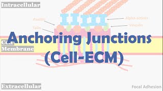 Anchoring junctions CellECM [upl. by Attegroeg691]