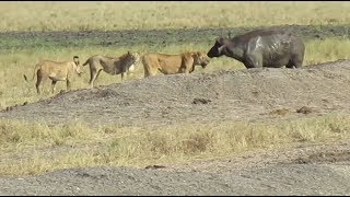 Löwen erlegen Büffel  Lions kill Buffalo [upl. by Brouwer]