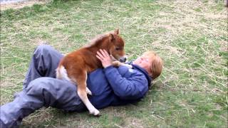 SPÉCIALPoulain miniature horse vraiment spécial au Ranch BBSM [upl. by Ardnal650]