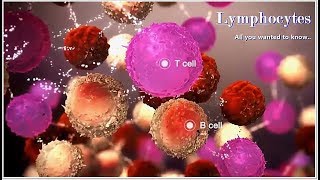 Lymphocytes  Function Low High Causes [upl. by Erdnassak]