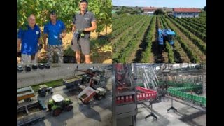 Dalle vigne alla logistica come nasce il Tavernello il vino più consumato del Belpaese [upl. by Itsirhc777]