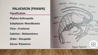 classification of PalaemonGeneral characteristics and body division of PalaemonAppendages of prawn [upl. by Seamus]