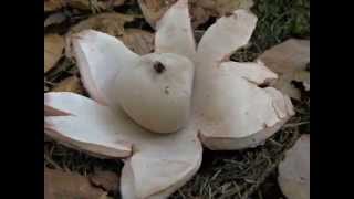 Hvězdovka červenavá Geastrum rufescens [upl. by Combes]