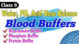 Blood Buffers  Bicarbonate buffer system  Phosphate buffer  Protein Buffers  Class 9 [upl. by Maudie541]