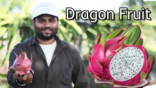 How does it grow  Dragon fruit  Amazing Exotic Super Fruit  farming Engineer [upl. by Akienaj910]