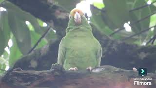 yellowfronted parrot large specimen among wild birds [upl. by Esialb]