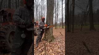 Timber 🪓🪵 logging chainsaw logger treecutter [upl. by Thomasa]