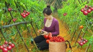 Single mother Visit corn beans gardens harvest agricultural products to sell at the market [upl. by Tooley]