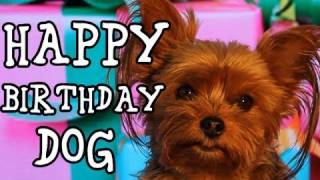 Happy Birthday Dog 2 [upl. by Ahcarb]