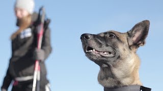 Belgian Malinois Winter Fun [upl. by Anaeli]