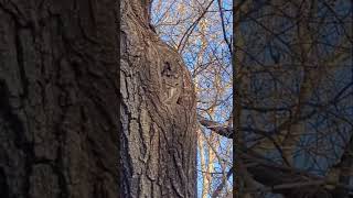 Eastern Screech Owl [upl. by Pete810]