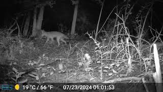 Michigan Nighttime Trail Cam [upl. by Nolyad]