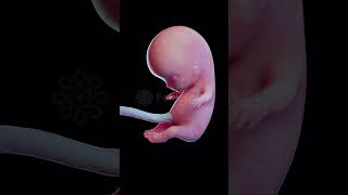 शिशु का विकास  आरंभ से अंत तक Incredible Baby Growth in 3D baby pregnancy timelapse animation [upl. by Cairistiona]