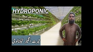 Hydroponics how it works Advantages of hydroponics system IR FARM hindiurdu [upl. by Nauhs]