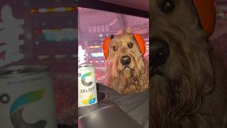 I brought my dog to the Jake Paul Fight 🥊🐶 goldendoodle jakepaul miketyson reaction [upl. by Luapnoj965]