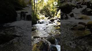 Fresh Flowing River Water  Natures Pure Beauty [upl. by Anaytat]