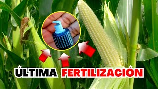 🌽 ÚLTIMA FERTILIZACIÓN del MAÍZ  fertilización para el llenado de grano [upl. by Ilrahs]