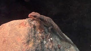 ヒナタヨロイトカゲの赤ちゃん（上野動物園）Baby Tropical Girdled Lizard [upl. by Ahseirej]