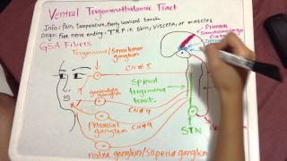 Ventral Trigeminothalamic Pathway [upl. by Anek535]