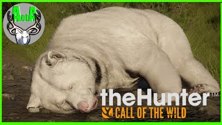 First Look at Albino GRIZZLY  HotSpots  theHunter Call of the Wild [upl. by Imojean503]