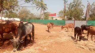 Best Kangayam Cows Benefits and Use Native Cow 2017 TN [upl. by Romy]