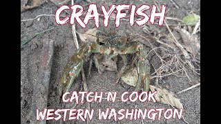 Crayfish Catch n Cook Western Washington [upl. by Kliment]