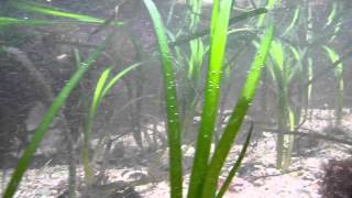 Eelgrass Zostera marina underwater in Ireland [upl. by Doss128]