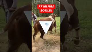 77 mlnga sotildi Gigant buqa buqachalar buqalar biznes chorvaolami [upl. by Doowyah]