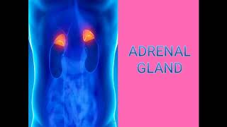 Adrenal Gland  Malayalam  English MSc BSc NCERT biology SCERT Endocrinesystem [upl. by Euh]