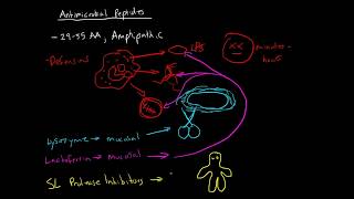 Immunology  Antimicrobial Peptides [upl. by Nance]