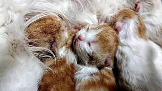 5 Days Before Cat Give Birth 5 Newborn Kittens catlover [upl. by Ekez108]