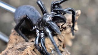 Unboxing Dangerous Funnel Web Spider [upl. by Anaugahs]