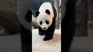 Go to work on time and leave work actively Giant panda martial arts Animals confusing behavio [upl. by Butch]