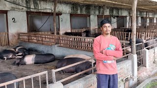 Biggest Piggery farm In Dimapur farming Dimapur Nagaland [upl. by Dollar757]