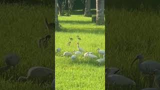 Ibises wading in Sewell Park [upl. by Faso413]