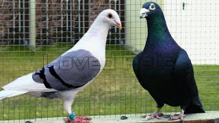 Racing Homer  Domestic pigeon breed [upl. by Toma]