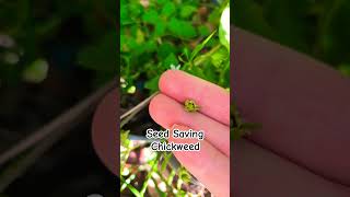 Seed Saving Series Chickweed seedsaving chickweed [upl. by Eyllib198]