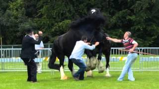 Stallion Fight Two Irish Shires [upl. by Symer234]