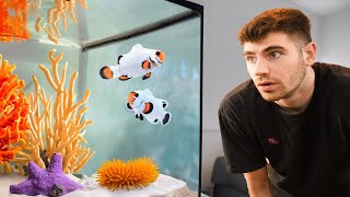 AMAZING Saltwater Fish Room Tour [upl. by Droc]