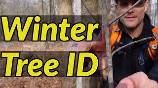 HOW TO IDENTIFY TREES IN WINTER  Tree identification using their bark [upl. by Vally888]