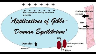 Applications of Gibbs Donnan Equilibrium [upl. by Nial522]