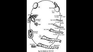 How to draw life cycle of bombyx Mori silkworm [upl. by Lorianna]