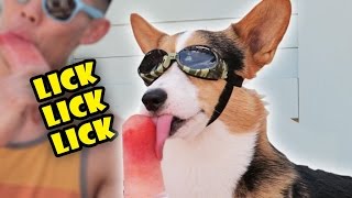 CORGI vs POPSICLE  DOGFRIENDLY TREATS for SUMMER [upl. by Kondon]