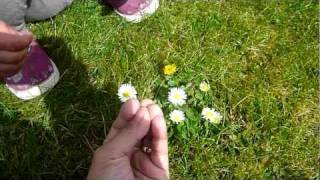 Little Daisy Hand Gesture Game [upl. by Doralynn]