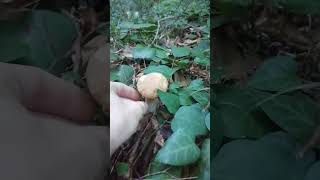 29092024 Белый Гриб Boletus Reticulatus Tuapse mushroom nature [upl. by Thorne]