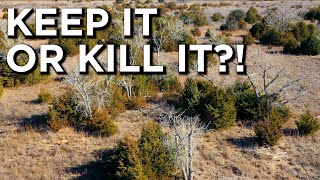 Managing Eastern Red Cedars For Deer Bedding [upl. by Licastro229]